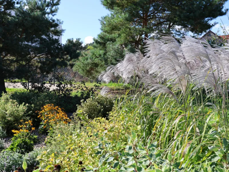 Rabaty z trawami ozdobnymi w parku Brizo Park